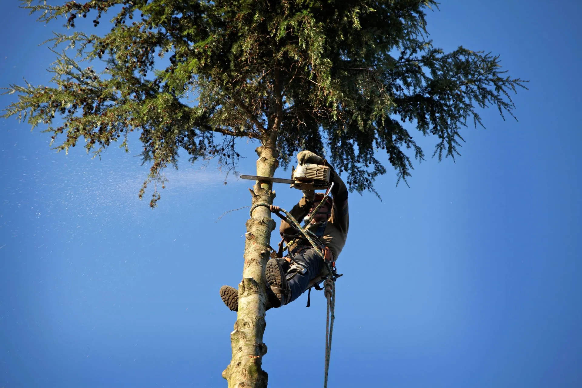 Top Reasons to Call a Certified Arborist