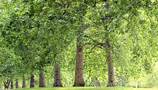 Why it’s Important to Get Your Trees Professionally Pruned