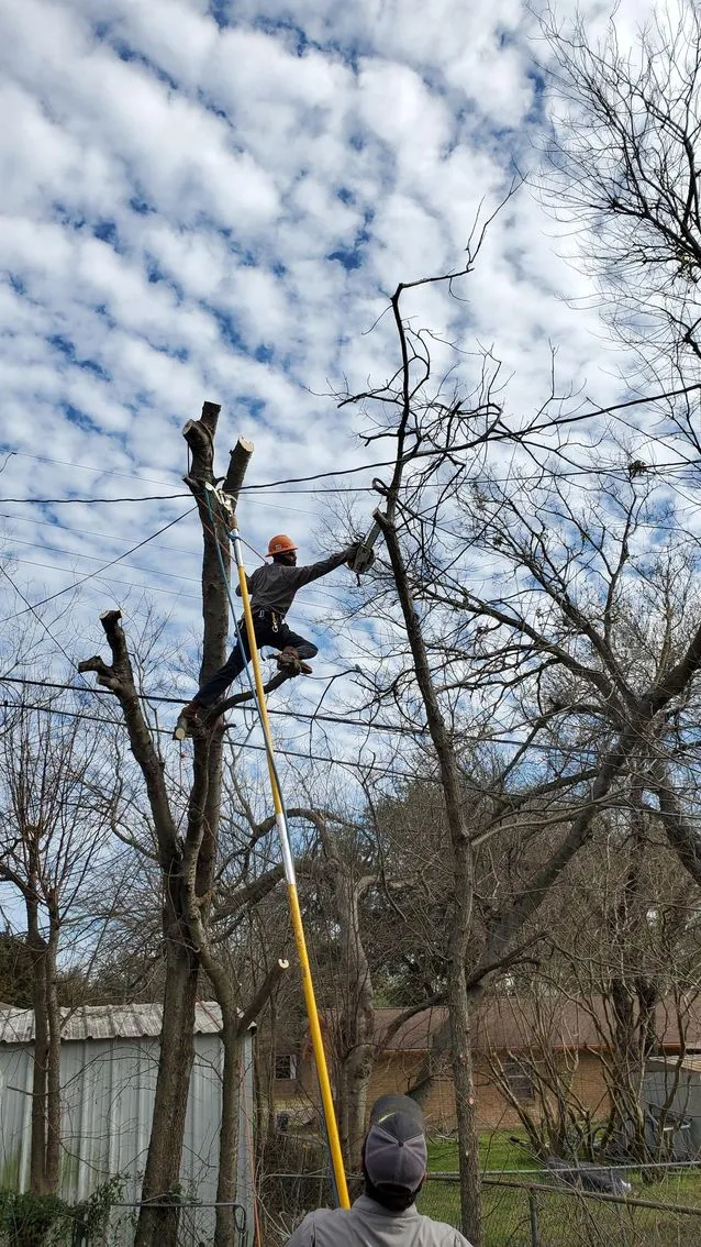 Tree work in progress