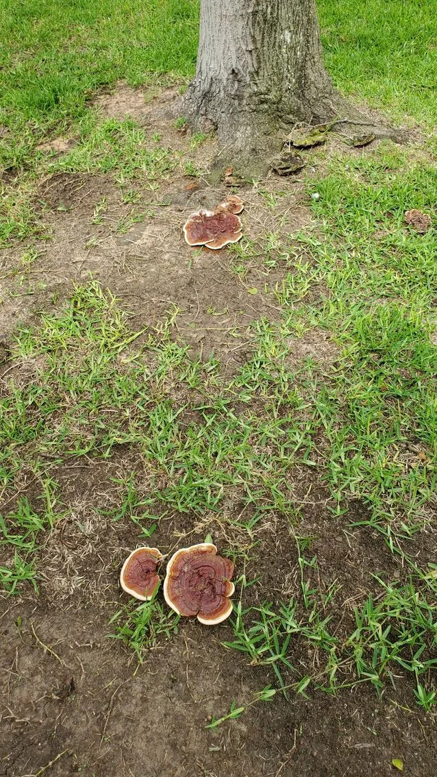 On-site tree work