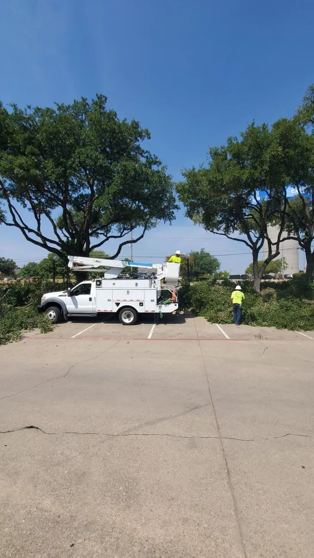 Truck and crew trimming a tree