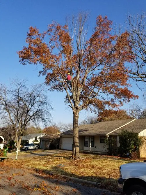 Climber trimming a tree