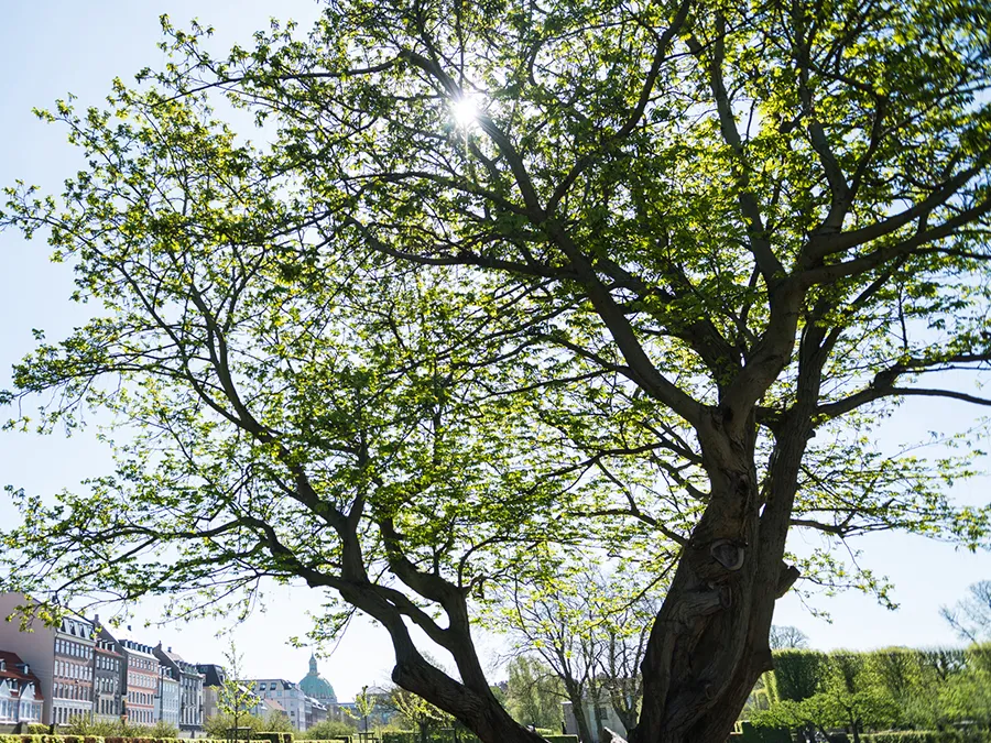 Tree service in Irving, TX