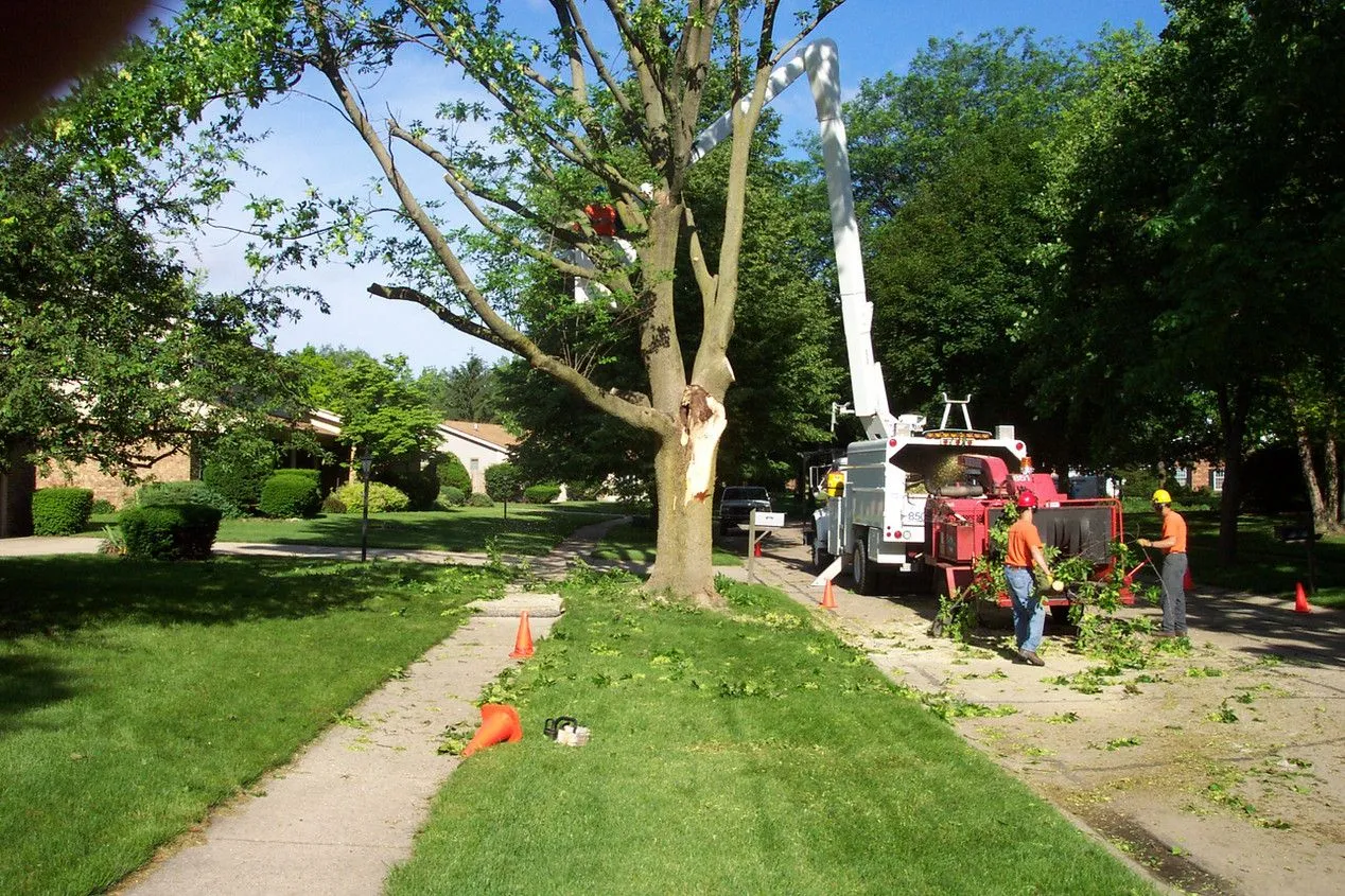 Treetop Tree Service crew and equipment