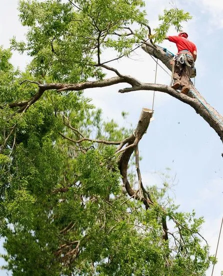 Trimming the top of a tree