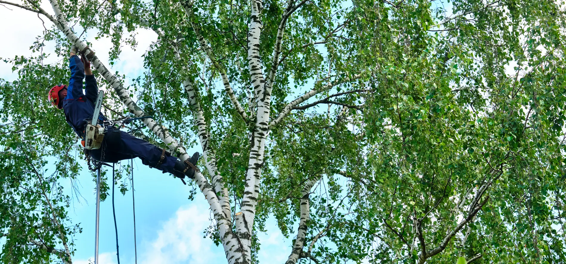 Storm-Proofing Your Trees Before North Texas Storm Season