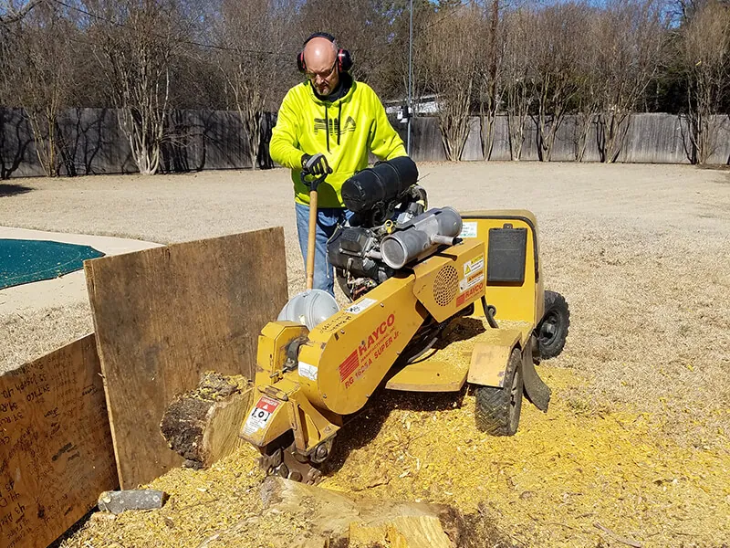 Stump grinding machine at work