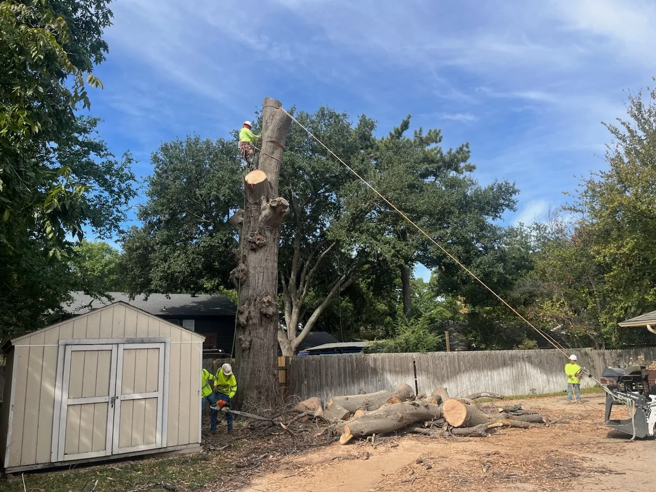 Tree Removal in Arlington & the DFW Metroplex