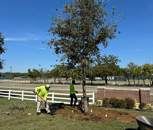 Planting a tree